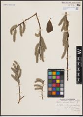 Foto von Salix discolor Muhl.